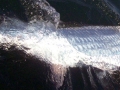 Tarpon