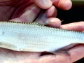 Tarpon