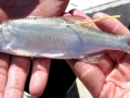 Tarpon