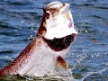 Tarpon
