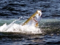 Tarpon
