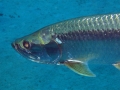 Tarpon