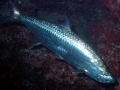 Tarpon