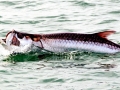 Tarpon