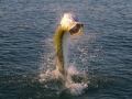 Tarpon