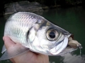 Tarpon