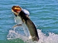 Tarpon