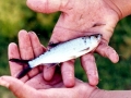 Tarpon