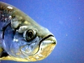 Tarpon