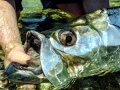 Tarpon