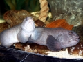 Wolffish