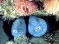 Wolffish