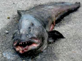 Wolffish