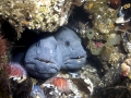 Wolffish
