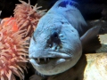 Wolffish
