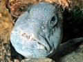 Wolffish