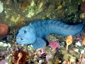 Wolffish