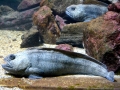 Wolffish