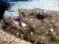 Wolffish