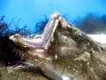 Wolffish