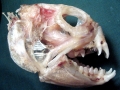 Wolffish