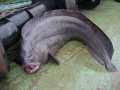 Wolffish