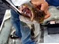 Wolffish
