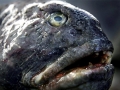 Wolffish