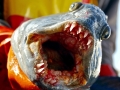 Wolffish