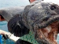 Wolffish