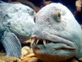 Wolffish