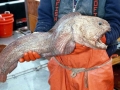 Wolffish