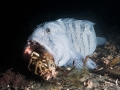 Wolffish