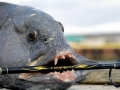 Wolffish