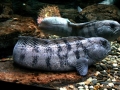 Wolffish