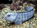 Wolffish