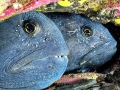 Wolffish
