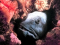 Wolffish