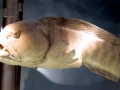 Wolffish