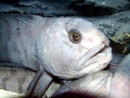 Wolffish