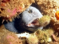 Wolffish