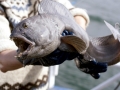 Wolffish