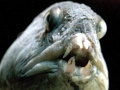 Wolffish