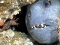 Wolffish