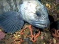 Wolffish