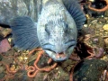 Wolffish