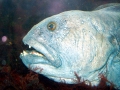 Wolffish