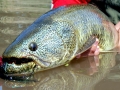 Wolffish