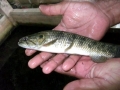 Wolffish