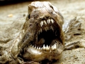 Wolffish